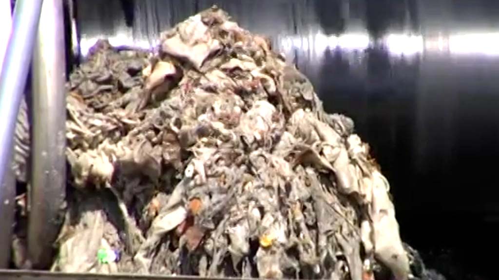 Lee más sobre el artículo La contaminación de los ecosistemas marinos del monstruo de las toallidtas húmedas