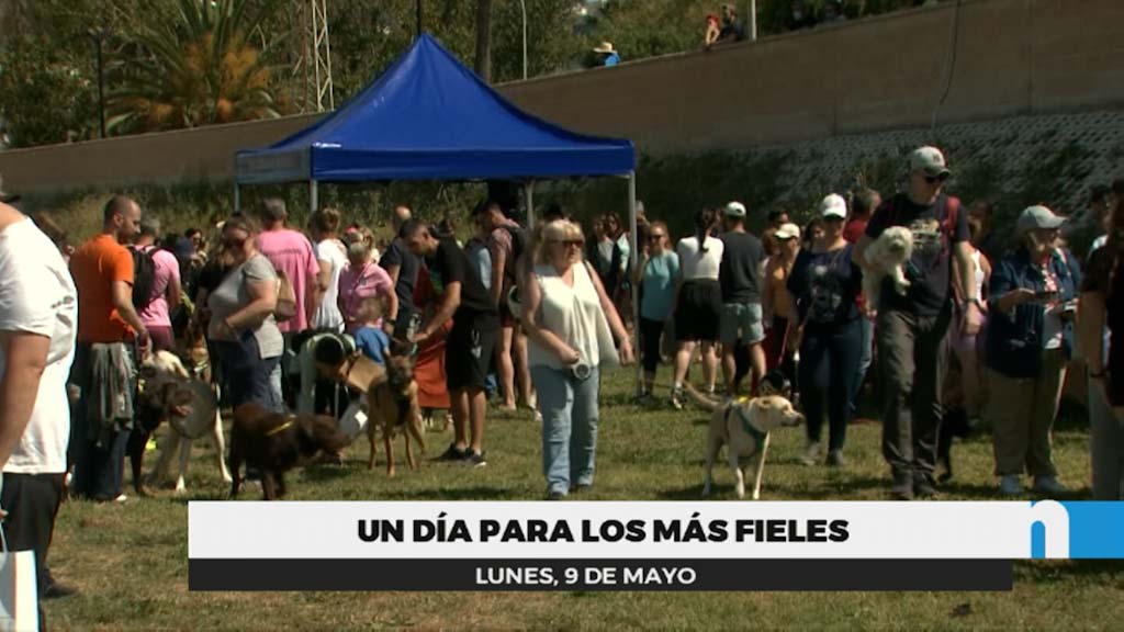 Lee más sobre el artículo Éxito de participación del Día del Perro