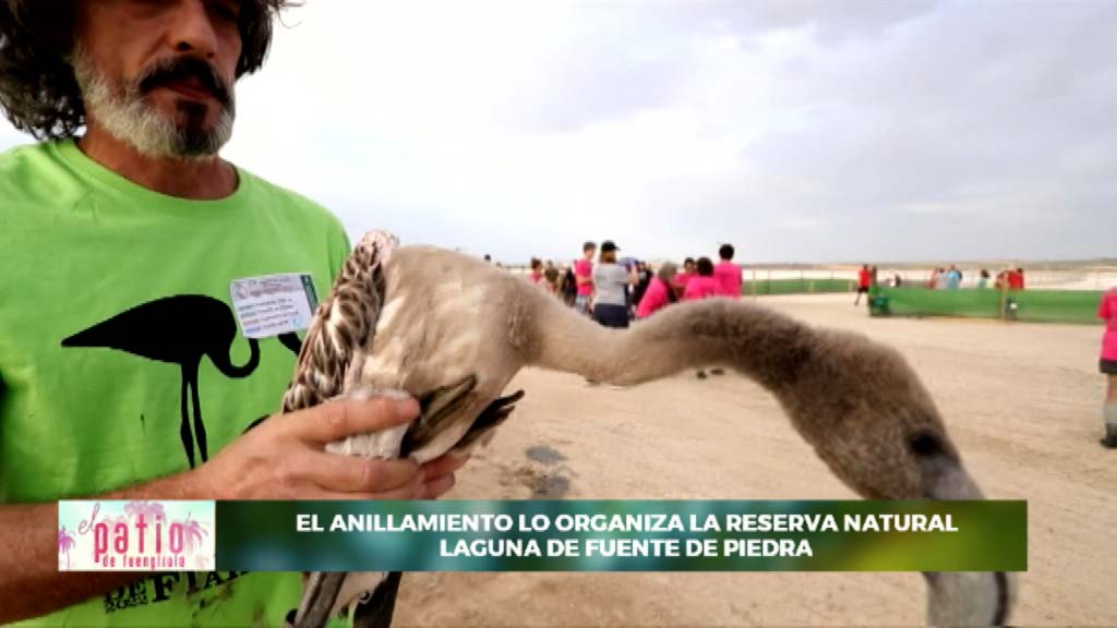 Lee más sobre el artículo Los Flamencos alzan el vuelo