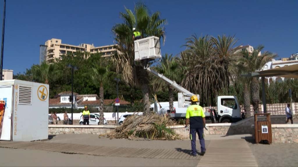 Lee más sobre el artículo Poda de las palmeras del Paseo Marítimo