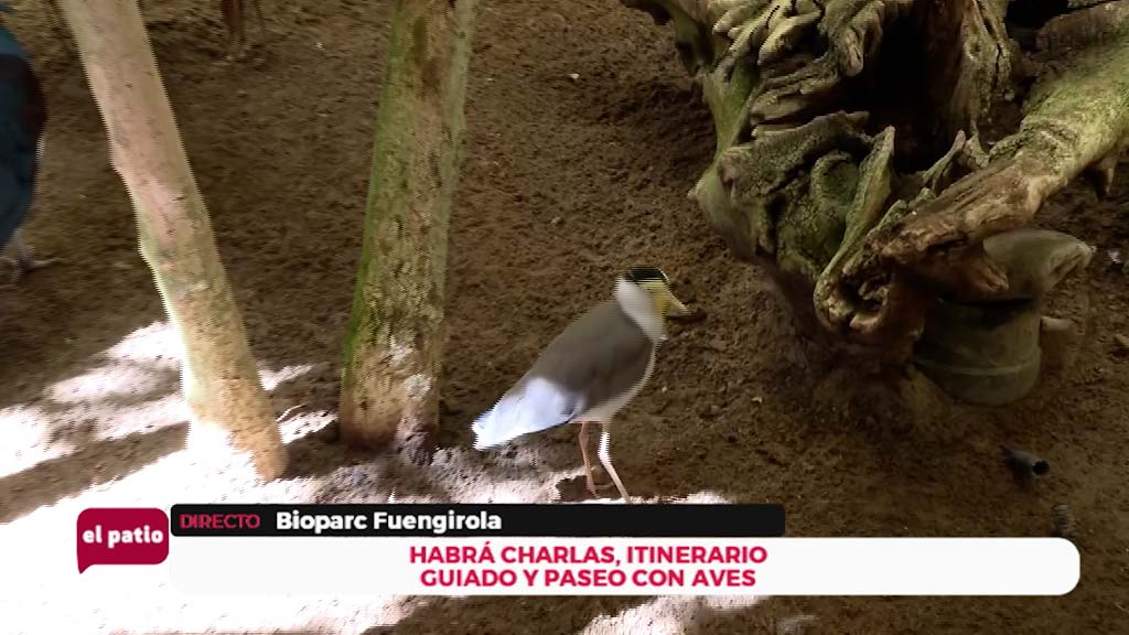 Lee más sobre el artículo Día de las Aves