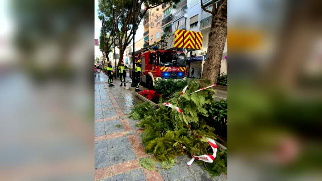 Lee más sobre el artículo 11 incidencias de árboles y ramas caídas han atenido los Bomberos con motivo del temporal de lluvia y viento del lunes.