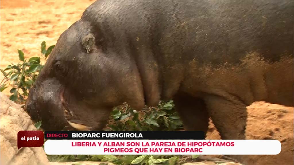 Lee más sobre el artículo El “sudor de sangre” de los hipopótamos pigmeos de Bioparc