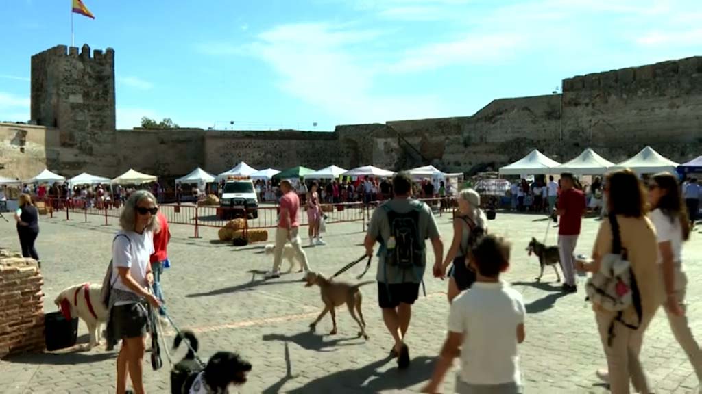 Lee más sobre el artículo Propietarios y mascotas participan en el Día del Perro