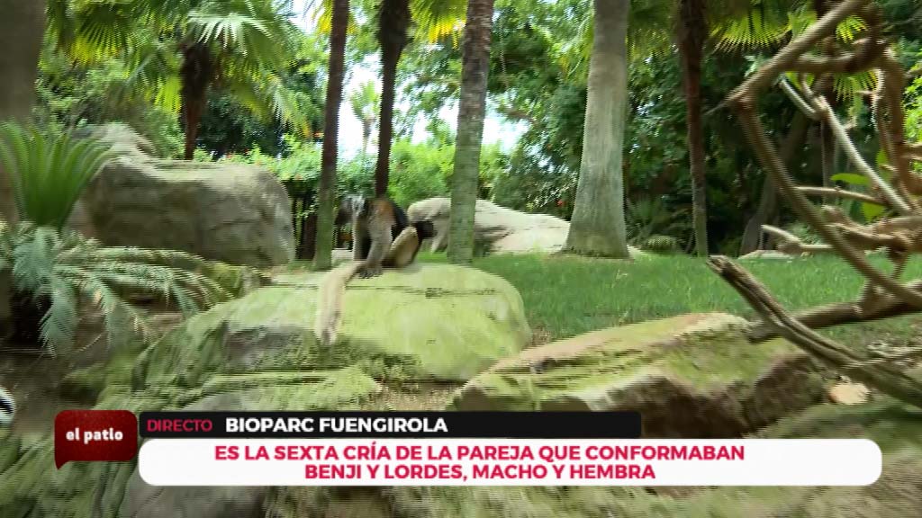 Lee más sobre el artículo Nace una cría de lémur negro en Bioparc