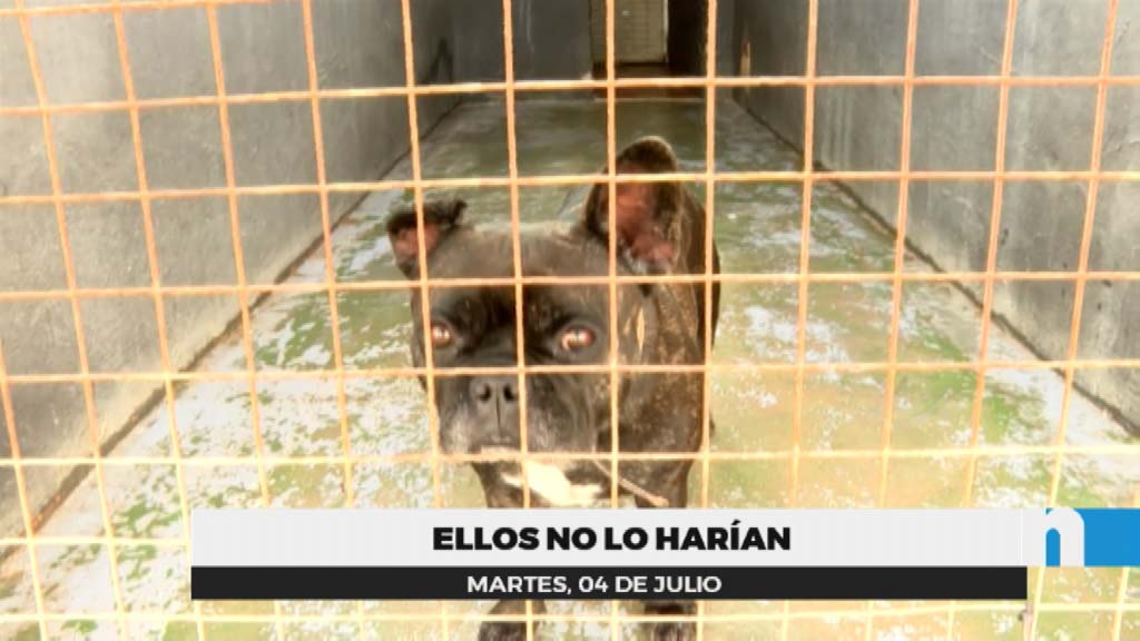 Lee más sobre el artículo Él nunca lo haría. No abandones a tu mascota.