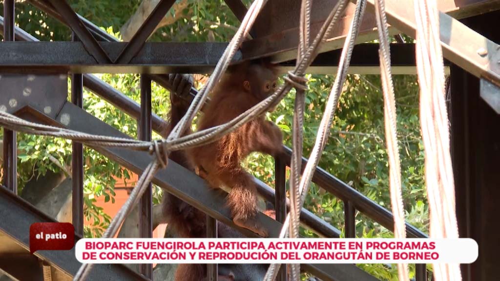 Lee más sobre el artículo Bioparc Fuengirola y su programa de apoyo a los orangutanes