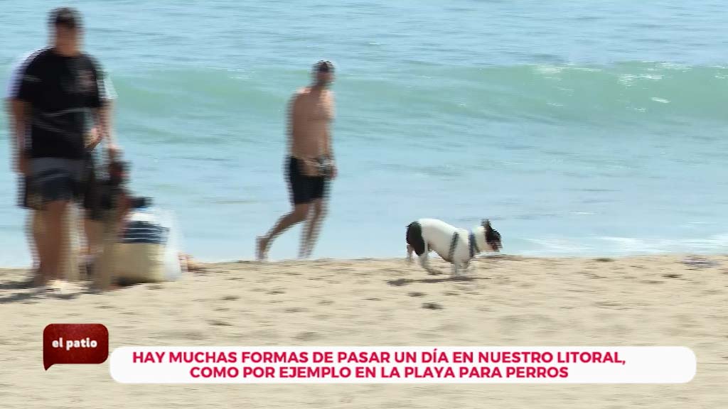 Lee más sobre el artículo Visitamos la playa canina de Fuengirola