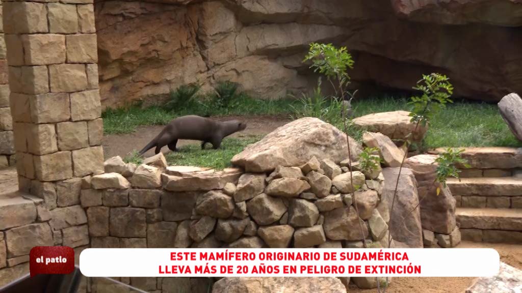 Lee más sobre el artículo Nuevos habitantes de Biopark