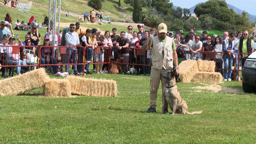 Lee más sobre el artículo Éxito de participación del Día del Perro