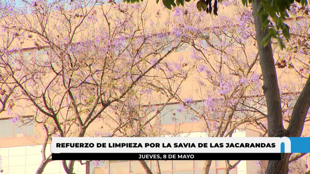 Lee más sobre el artículo Jaque a las jacarandas
