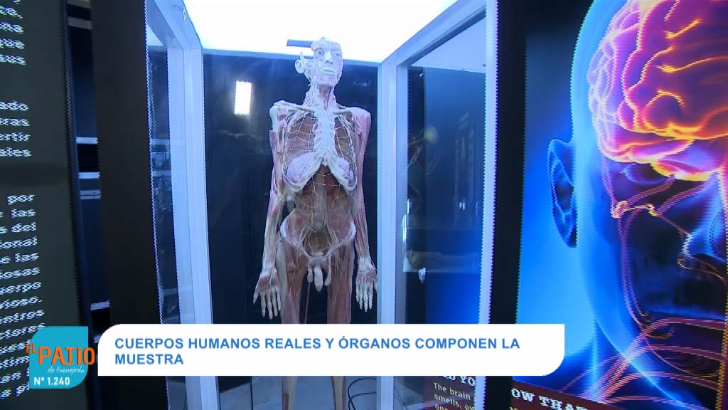 Lee más sobre el artículo VIAJE AL CUERPO HUMANO