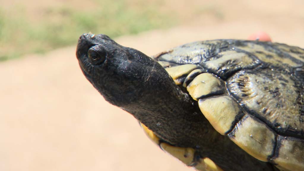 Lee más sobre el artículo El Ayuntamiento deposita en el río Fuengirola 16 especímenes de tortugas leprosas