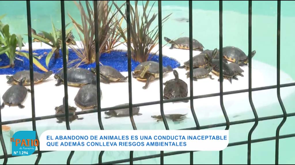 Lee más sobre el artículo Cuidando el nuevo hábitat de las tortugas