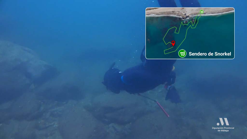 Lee más sobre el artículo Los paisajes submarinos de Fuengirola a solo un click