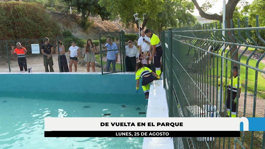 Lee más sobre el artículo Las tortugas del Parque de la Cantera regresan a su hábitat tras la remodelación del estanque