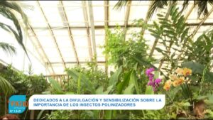 COLOR Y NATURALEZA EN MONAWA