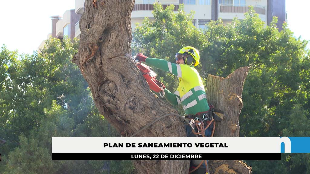 Lee más sobre el artículo El Ayuntamiento tala árboles en mal estado