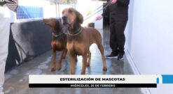 El Ayuntamiento recuerda que es obligatorio esterilizar a las mascotas