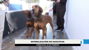 El Ayuntamiento recuerda que es obligatorio esterilizar a las mascotas