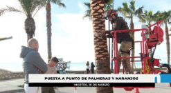 El Ayuntamiento refuerza el servicio de poda para actuar en más de 3.500 palmeras y naranjos