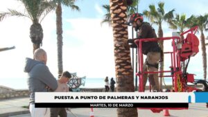 El Ayuntamiento refuerza el servicio de poda para actuar en más de 3.500 palmeras y naranjos