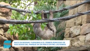 Nuevo vecino muuuuuy perezoso