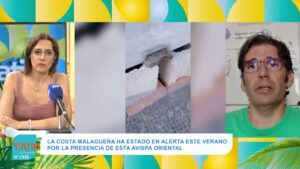 El avispón oriental, una especie invasora que amenaza a Málaga